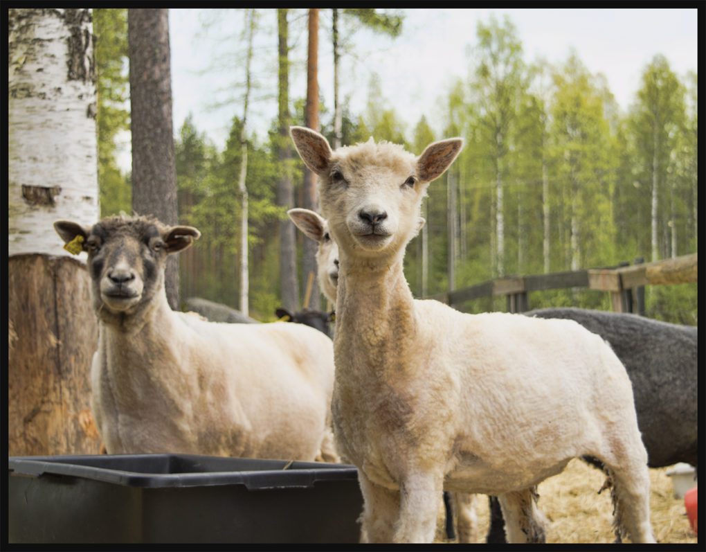 Omien lampaiden villa on Kivitaskun käsitöiden päämateriaali ja osa vastuullista tuotantoketjua.