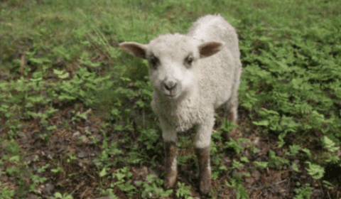 Lammas Kivitaskun pihapiirissä Muuramessa – eläimet ovat osa tilan ekologista arkea ja vastuullista elämäntapaa.