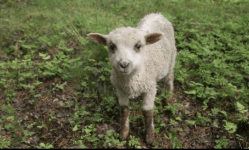 Lammas Kivitaskun pihapiirissä Muuramessa – eläimet ovat osa tilan ekologista arkea ja vastuullista elämäntapaa.