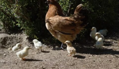 Kanaemo ja tipuja Kivitaskun pihapiirissä