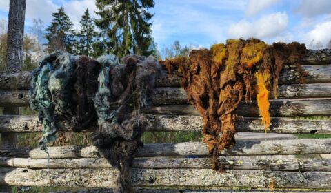 Värjätty Kivitaskun omien lampaiden villa kuivumassa